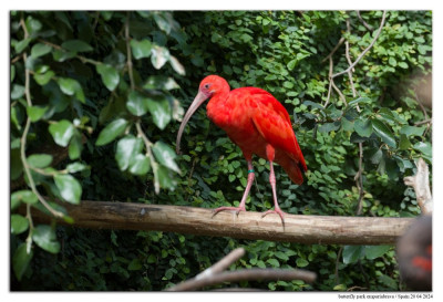 Rode ibis 240420-63 kopie.jpg