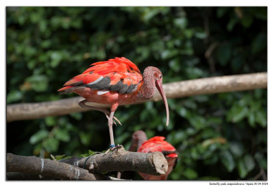 Rode ibis 240420-64 kopie.jpg