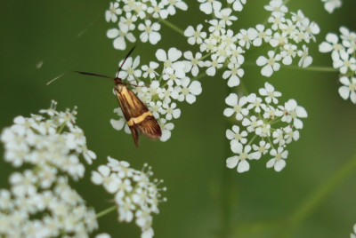 IMG_2961-2 Geelbandlangsprietmot (Nemophora degeerella).JPG