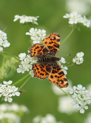 IMG_3017-2 Landkaartje (Araschnia levana).JPG