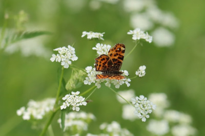 IMG_3014-2 Landkaartje (Araschnia levana).JPG