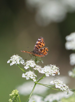 IMG_2511-2 Landkaartje (Araschnia levana).JPG