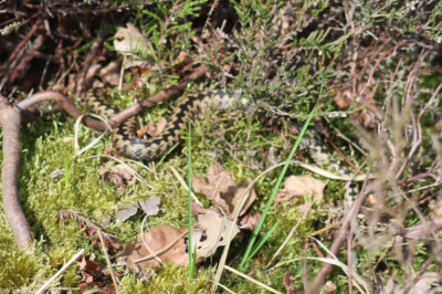 IMG_3878-2 Adder (Vipera berus).JPG