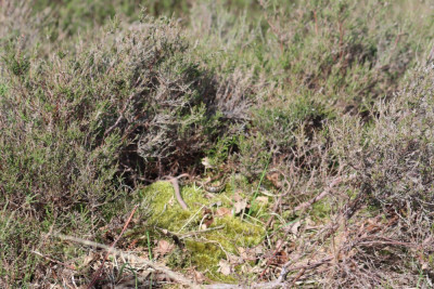 IMG_3876-2 Adder (Vipera berus) in situ.JPG