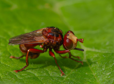 ALB_2876    Entomology   Vlinders en overige insecten.jpg