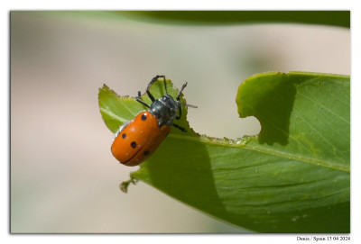 Lachnaia sexpunctata 240413-04 kopie.jpg