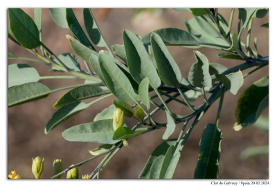 Nicotiana glauca 240220-05 kopie.jpg