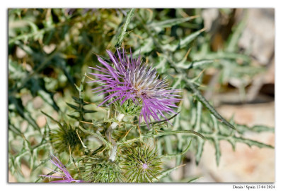 Galactites tomentosus 240413-05 kopie.jpg