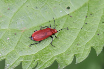 IMG_2917-2 Roodkopvuurkever (Pyrochroa serraticornis).JPG