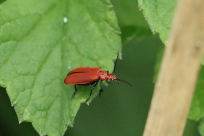 IMG_2811-2 Roodkopvuurkever (Pyrochroa serraticornis).JPG