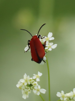 IMG_2894-2 Roodkopvuurkever (Pyrochroa serraticornis).JPG