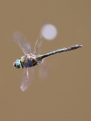 IMG_4240-2 Smaragdlibel (Cordulia aenea).JPG