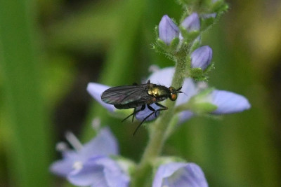 Hercostomus nigripennis