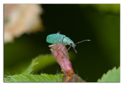 Groene struiksnuitkever 240526-18 kopie.jpg