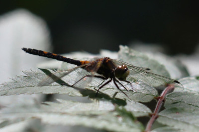 IMG_4040-2 Venwitsnuitlibel (Leucorrhinia dubia).JPG