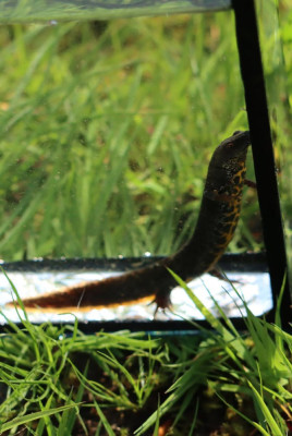 IMG_2358-2 Kamsalamander (Triturus cristatus).JPG