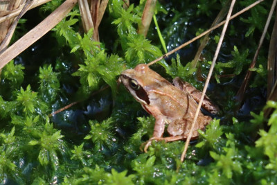 IMG_3693-2 Heikikker (Rana arvalis).JPG