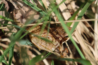 IMG_3885-2 Heikikker (Rana arvalis).JPG