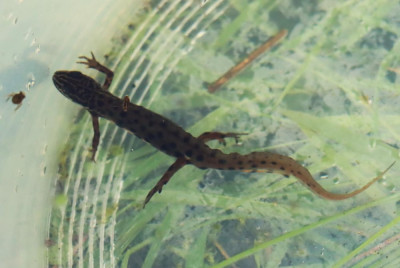 IMG_2363-2 Kleine watersalamander (Lissotriton vulgaris).JPG