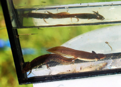 IMG_2474-2 Kleine watersalamander (Lissotriton vulgaris) neoteen.JPG