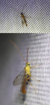 IMG_3283-2b Sluipwesp (Ophion minutus).jpg