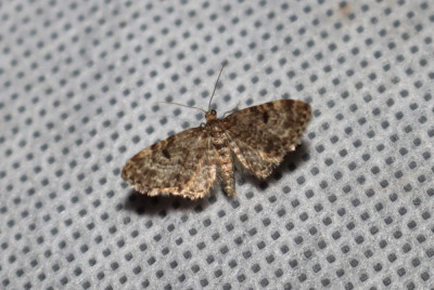 IMG_3312-2 Fijnspardwergspanner (Eupithecia tantillaria).JPG