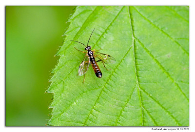 Tenthredopsis litterata 240531-08 kopie.jpg