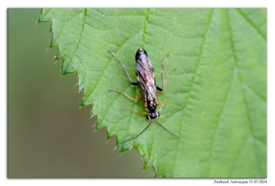 Tenthredopsis litterata 240531-11 kopie.jpg