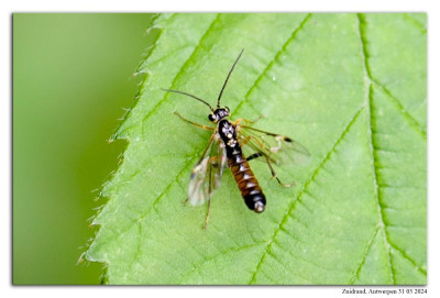 Tenthredopsis litterata 240531-09 kopie.jpg