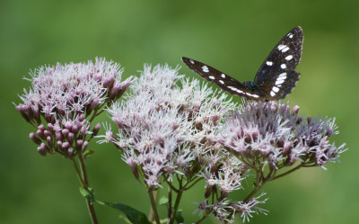 augustus 2019, locatie - Savièse - Wallis - Zwitserland.