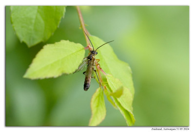 Tenthredopsis litterata 240531-07 kopie.jpg