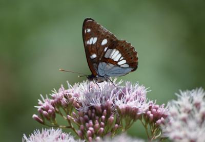 augustus 2019, locatie - Savièse - Wallis - Zwitserland.