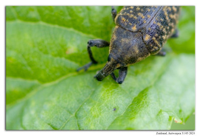 Larinus turbinatus 240531-09 kopie.jpg