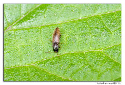 Agriotes pallidulus 240602-48 kopie.jpg
