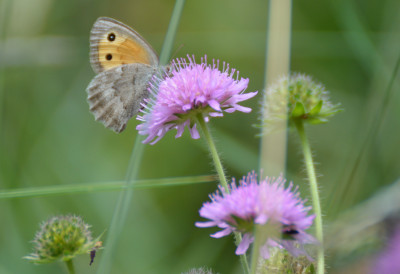 augustus 2018 - Les Haudères - Wallis - Zwitserland.