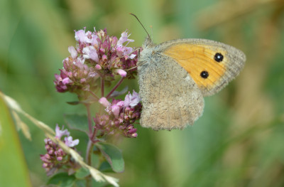 augustus 2019 - Les Haudères - Wallis - Zwitserland.