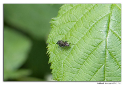 Macrophya albicincta  -alboannulata 240423-02 kopie.jpg
