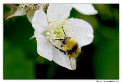 Weidehommel 240604-03 kopie.jpg