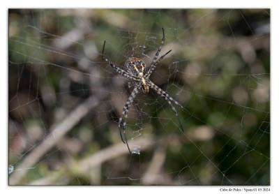 Argiope trifasciata 240301-062 kopie.jpg