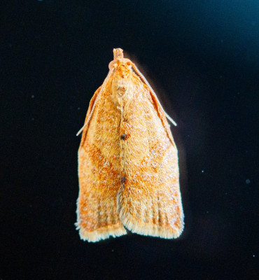 ALB_3226 Tuinbladroller.jpg