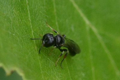 Rhopalum coarctatum