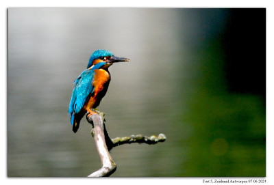 Ijsvogel 240607-030 kopie.jpg