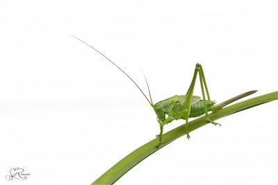 Grote groene sabelsprinkhaan