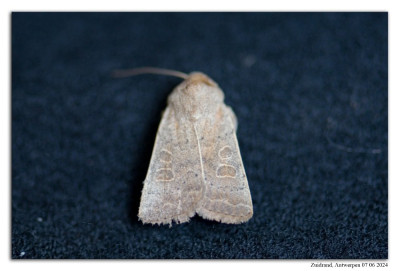 Zuidelijke stofuil 240607-063 kopie.jpg