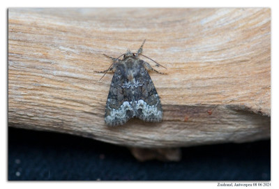 Gelobd halmuiltje 240607-048 kopie.jpg
