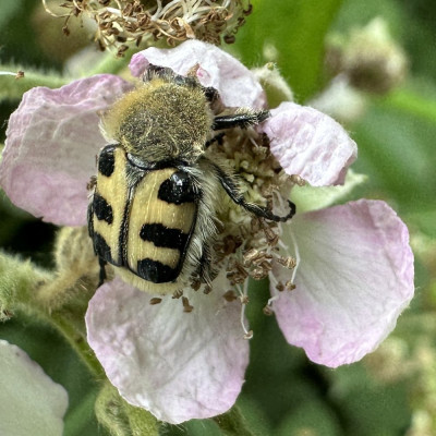 IMG_8086kopie.JPG