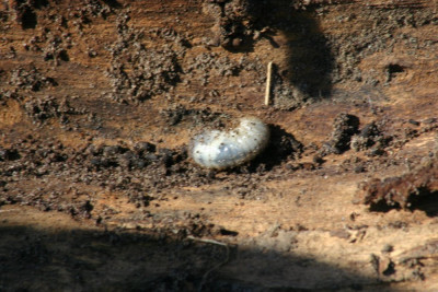 Canon EOS 300D DIGITAL 3072x2048_123723 Gouden tor.jpg