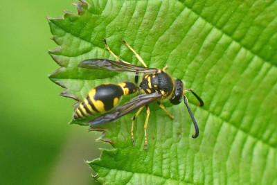 Eumenes papillarius ♂