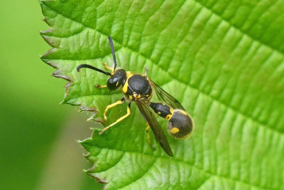 Eumenes papillarius ♂