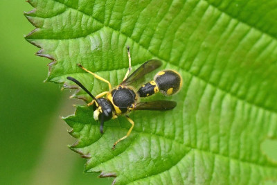 Eumenes papillarius ♂
